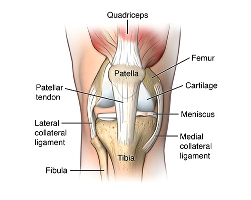What is the Meniscus and what role does it play in the knee?