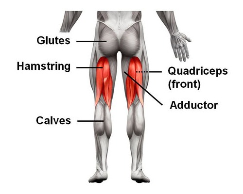 An image showing where muscle tears occur & why they are the most common running injury.